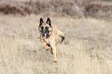 MALINOIS 645